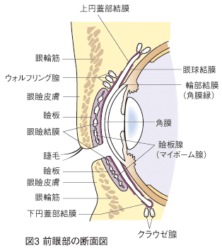 図3：前眼部の断面図