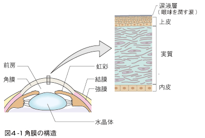 図4：角膜と涙液の構造