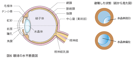 図6：眼球の水平断面図