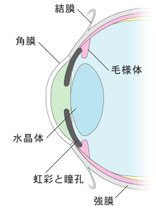 目の構造　（前眼部）