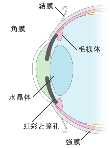 ものが見えるしくみと目の構造 使い捨てコンタクトレンズ ボシュロム